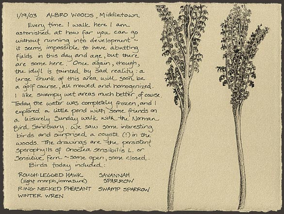 sensitive fern