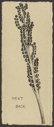 onoclea sensibilis