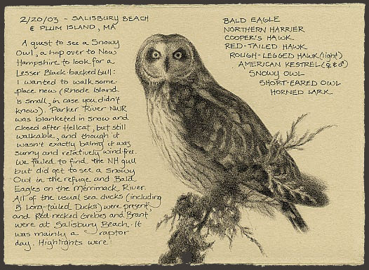 short-eared owl