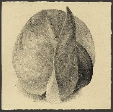 skunk cabbage