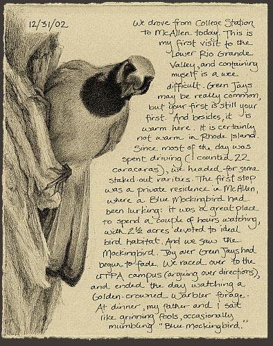 green jay